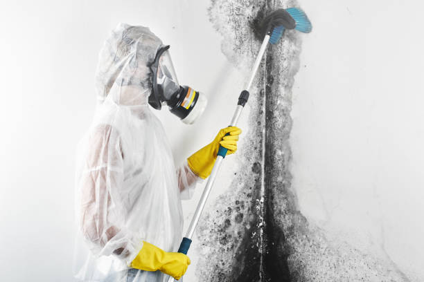 Best Black Mold Removal  in Greenhills, OH