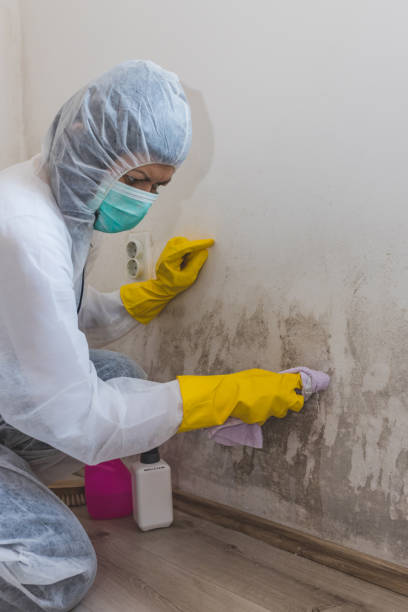 Best Emergency Mold Remediation  in Greenhills, OH