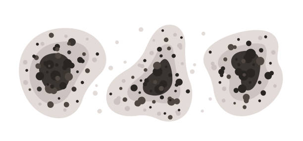 Best Comprehensive Air Testing for Mold Contaminants  in Greenhills, OH